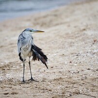 SIGMA(シグマ)のレンズ APO 135-400mm F4.5-5.6 DG (ﾆｺﾝ AF) で撮影