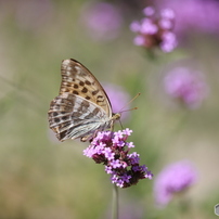 CANON(キヤノン)のレンズ EF180mm F3.5L マクロ USM で撮影した写真