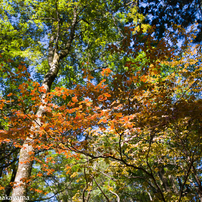 SIGMA(シグマ)のレンズ 10-20mm F3.5 EX DC HSM (ペンタックス用) で