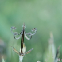 SONY(ソニー)のレンズ DT 30mm F2.8 Macro SAM SAL30M28 で撮影した