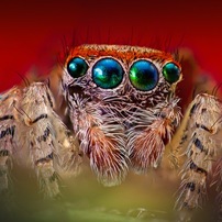 ハエトリグモ