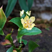花・果実-40：庭園・公園・野山
