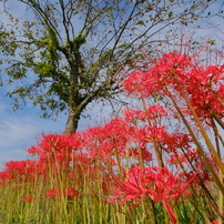 穴太寺の彼岸花