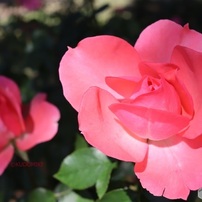 造花より美しい