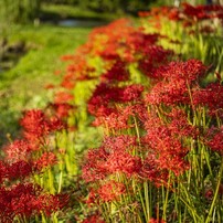 TAMRON(タムロン)のレンズ SP 35mm F/1.4 Di USD (Model F045