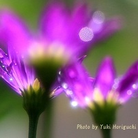 むらさきの花 - ミヤコワスレ -