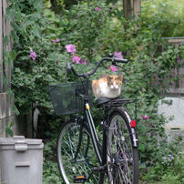 PENTAX(ペンタックス)のレンズ smc PENTAX-DA 70mmF2.4 Limited Silver
