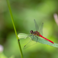 SAMYANG(サムヤン)のレンズ 135mm F2.0 ED UMC [ペンタックス用