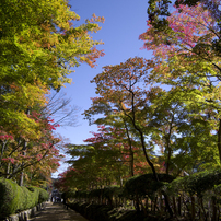 '23高野山の紅葉