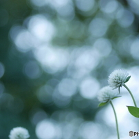 COSINA(コシナ)のレンズ Carl Zeiss Tele-Tesser T* 4/85 ZM で撮影した写真(画像)一覧-  写真共有サイト:PHOTOHITO