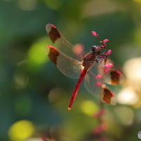 CANON(キヤノン)のレンズ EF180mm F3.5L マクロ USM で撮影した写真