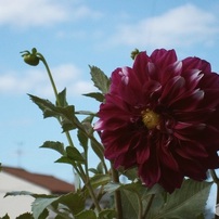 KODAK(コダック)のデジタルカメラEasyShare M530 で撮影した写真(画像