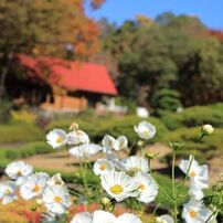 広島植物公園（コスモス・秋バラ・アサギマダラ）