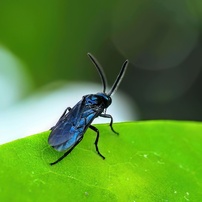 SIGMA(シグマ)のレンズ 60mm F2.8 DN ブラック [マイクロフォーサーズ