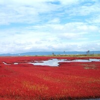 【作例あり】ASAHI PENTAX KM | フィルムカメラ Pentax KM - Camera – Kamerastore