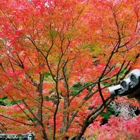 TAMRON(タムロン)のレンズ AF18-250mm F/3.5-6.3 Di II LD Aspherical