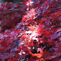 CANON(キヤノン)のレンズ EF28-70mm F2.8L USM で撮影した写真(画像