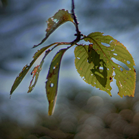 SONY(ソニー)のレンズ DT35mm F1.8 SAM SAL35F18 で撮影した写真(画像