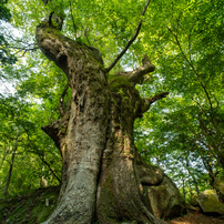 OTHERS(その他)のレンズ LAOWA 15mm F4 Wide Angle Macro with Shift