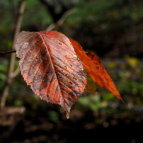 SIGMA(シグマ)のレンズ 30mm F1.4 DC DN [マイクロフォーサーズ用] で