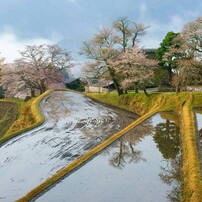 sakura 2011