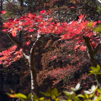 '23神戸森林植物園