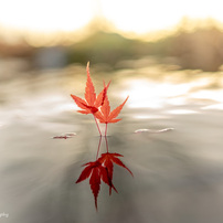 SONY(ソニー)のレンズ FE 50mm F1.8 SEL50F18F で撮影した写真(画像