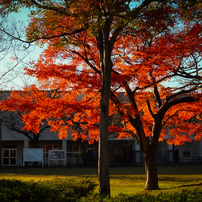 OTHERS(その他)のレンズ TTArtisan 35mm f/1.4 C [ソニーE用] で