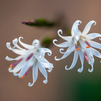 花の写真