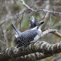 曲渕ダム近辺の野鳥