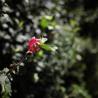 SIGMA(シグマ)のレンズ 28mm F1.8 EX DG ASPHERICAL MACRO [キヤノン用