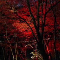 写真エッセイ：花貫渓谷紅葉狩り2023 その14：Light Up２