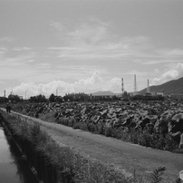 COSINA(コシナ)のフィルムカメラZeiss Ikon で撮影した写真(画像)一覧
