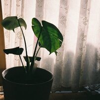 届いて5分で撮影！ FUJIFILM スーパー312 フィルムセット♪ フィルムシミュレーション - Fujifilm | FUJIFILM X Series