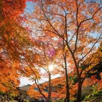 OTHERS(その他)のレンズ TTArtisan 11mm f/2.8 Fisheye [ニコンZ用] で