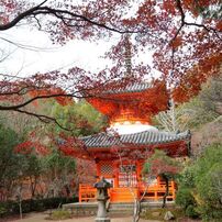 三滝寺散歩と秋の縮景園
