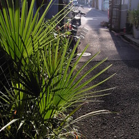 KYOCERA(京セラ)のデジタルカメラCONTAX Tvs DIGITAL で撮影した写真