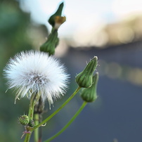 コシナ フォクトレンダー ノクトン 25mm F0.95 Type Ⅱ フォクトレンダー NOKTON 25mm F0.95 中古価格比較 - 価格.com