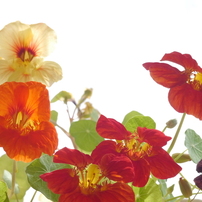 Carl Zeiss Makro-Planar 60mm F2.8 C 作例あり Carl Zeiss Makro Planar 60mm f2.8C Review作例 Contax銘玉神オールド