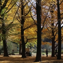 CANON(キヤノン)のレンズ EF-M15-45mm F3.5-6.3 IS STM [グラファイト