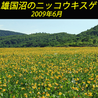 雄国沼のニッコウキスゲ2009(1)