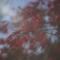 オールドレンズ遊び No.10-1