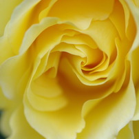 美・薔薇たち