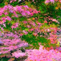 PANASONIC(パナソニック)のデジタルカメラLUMIX DMC-FZ18 で撮影した