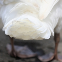 牛久沼の白鳥しっぽ3