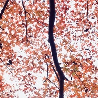 紅葉降る