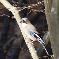 里山の小鳥たちNo.14
