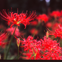 MAMIYA(マミヤ)のレンズ Mamiya C 80mm F2.8N で撮影した写真