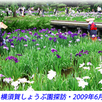 横須賀しょうぶ園探訪2009