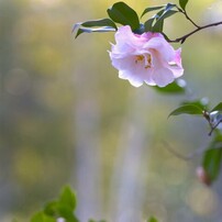 春の植物